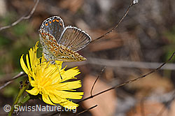 Hauhechelbläuling (Polyommatus icarus) auf Doldigem Habichtskraut (Hieracium umbellatum) (F315360) Hauhechelbläuling (Polyommatus icarus) auf Doldigem Habichtskraut (Hieracium umbellatum) (F315360)