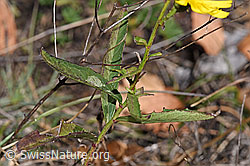 Doldiges Habichtskraut (Hieracium umbellatum) (F315361) Doldiges Habichtskraut (Hieracium umbellatum) (F315361)