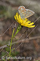 Doldiges Habichtskraut (Hieracium umbellatum) (F315363) Doldiges Habichtskraut (Hieracium umbellatum) (F315363)