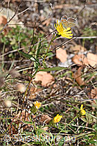 Doldiges Habichtskraut (Hieracium umbellatum) (F315365) Doldiges Habichtskraut (Hieracium umbellatum) (F315365)
