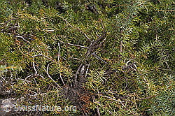 Gemeiner Wacholder (Juniperus communis) (F315371) Gemeiner Wacholder (Juniperus communis) (F315371)