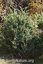 Gemeiner Wacholder (Juniperus communis) (13.10.2025, F315374)