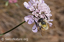 Bunte Hummel (Bombus sylvarum) auf Gemeiner Skabiose (Scabiosa columbaria) (F315389)