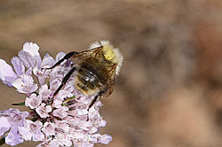 Bunte Hummel (Bombus sylvarum) auf Gemeiner Skabiose (Scabiosa columbaria) (F315392)