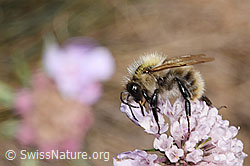 Bunte Hummel (Bombus sylvarum) auf Gemeiner Skabiose (Scabiosa columbaria) (13.10.2025, F315393)