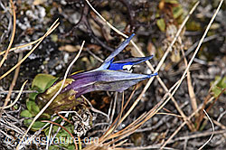 Schleichers Enzian (Gentiana schleicheri) (F315457) Schleichers Enzian (Gentiana schleicheri) (F315457)