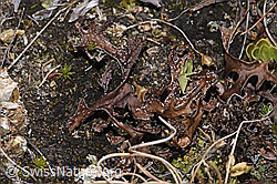 Isländisch Moos (Cetraria islandica) (F315510) Isländisch Moos (Cetraria islandica) (F315510)