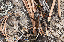 Kleine Raubfliege (Tolmerus pyragra) (F315605)