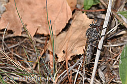 Kleine Raubfliege (Tolmerus pyragra) (16.10.2025, F315607)