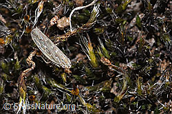 F315638: Kandelabergraszirpe (Arocephalus longiceps)