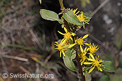 Echte Goldrute (Solidago virgaurea ssp. virgaurea) (F315713) Echte Goldrute (Solidago virgaurea ssp. virgaurea) (F315713)
