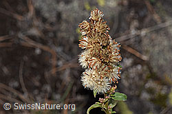Echte Goldrute (Solidago virgaurea ssp. virgaurea) (F315714) Echte Goldrute (Solidago virgaurea ssp. virgaurea) (F315714)
