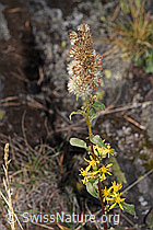 Echte Goldrute (Solidago virgaurea ssp. virgaurea) (F315716) Echte Goldrute (Solidago virgaurea ssp. virgaurea) (F315716)