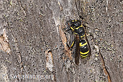 Schwarzfühler-Hakenwespe (Ancistrocerus nigricornis) (F315723)