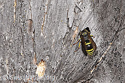 Schwarzfühler-Hakenwespe (Ancistrocerus nigricornis) (F315731)