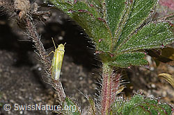 Schwefelblattzikade (Emelyanoviana mollicula) (16.10.2025, F315742)