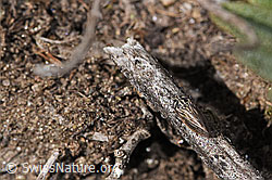 Wiesen-Dickkopfzikade (Anaceratagallia ribauti) (F315754)