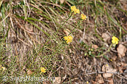 Gold-Aster (Aster linosyris) (F315775) Gold-Aster (Aster linosyris) (F315775)