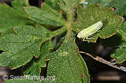 Schwefelblattzikade (Emelyanoviana mollicula) (F315787)