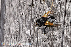 Rinderfliege (Mesembrina meridiana) (F315790) Rinderfliege (Mesembrina meridiana) (F315790)