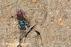 Chrysis rutiliventris (Goldwespe) (F315814)