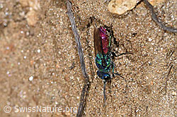Chrysis rutiliventris (Goldwespe) (17.10.2025, F315815)