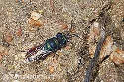 Chrysis rutiliventris (Goldwespe) (F315816)