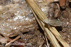 F315819: Kandelabergraszirpe (Arocephalus longiceps)