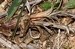 Wiesenschaumzikade (Philaenus spumarius) (17.10.2025, F315870)