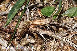 Wiesenschaumzikade (Philaenus spumarius) (F315872)