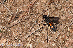 Frühlings-Wegwespe (Anoplius viaticus) (F315878)