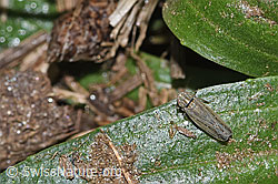 F315887: Kandelabergraszirpe (Arocephalus longiceps)