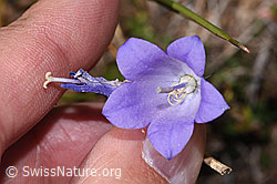 Scheuchzers Glockenblume (Campanula scheuchzeri) (F315908)