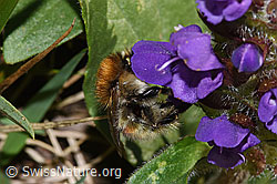 Veränderliche Hummel (Bombus humilis) auf Grossblütiger Brunelle (Prunella grandiflora) (17.10.2025, F315930)
