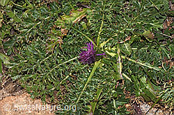 Stängellose Kratzdistel (Cirsium acaule) (17.10.2025, F315933)