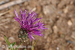 Alpen-Flockenblume (Centaurea scabiosa ssp. alpestris) (17.10.2025, F315934)