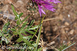 Alpen-Flockenblume (Centaurea scabiosa ssp. alpestris) (F315936)