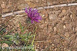 Alpen-Flockenblume (Centaurea scabiosa ssp. alpestris) (17.10.2025, F315937)