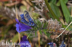Gewöhnlicher Natternkopf (Echium vulgare) (17.10.2025, F315939)