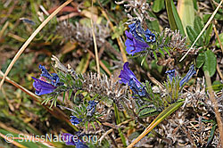 Gewöhnlicher Natternkopf (Echium vulgare) (F315940)