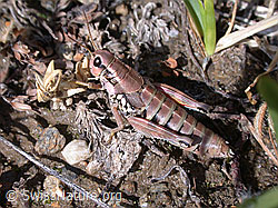 Photo: Gewöhnliche Gebirgsschrecke (Podisma pedestris)