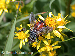 Photo: Igelfliege (Tachina fera)