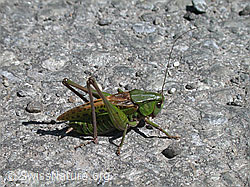 Photo: Warzenbeisser (Decticus verrucivorus)