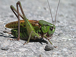 Photo: Warzenbeisser (Decticus verrucivorus)