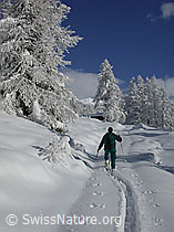 G001047: Skitourenfahrer unterwegs in verschneiter Landschaft