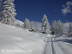 G001048: Skitourenfahrer auf Skispur, verschneite Tannen und Hütte