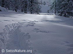 G001145: Winterlandschaft: Aufstiegsspur im Lärchenwald