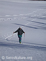 G001492: Skitourenfahrer im Aufstieg neben Abfahrtsspuren