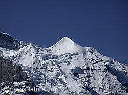 G002645: Kleinen Scheidegg: Schneehorn und Silberhorn