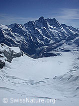 Foto: Schreckhorn, Lauteraarhorn und Fieschergletscher